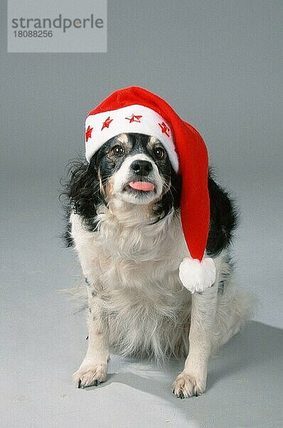 Mischlingshund mit Weihnachtsmütze