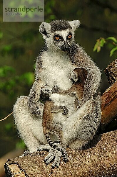 Katta (Lemur catta)  Weibchen mit Jungtieren