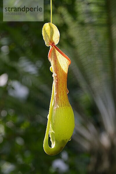 Geflügelte (Nepenthes alata) Kannenpflanze Vorkommen Philippinen