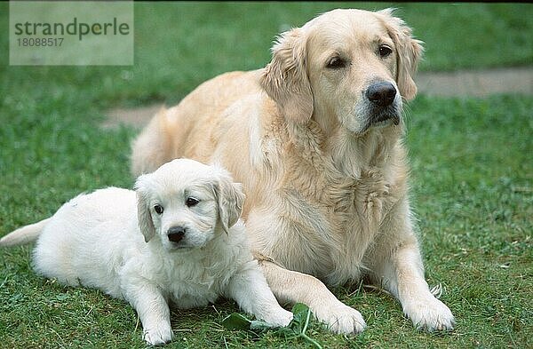 Golden Retriever and puppy  7 weeks old  Golden Retriever und Welpe  7 Wochen alt (Saeugetiere) (mammals) (animals) (Haushund) (domestic dog) (Haustier) (Heimtier) (pet) (außen) (outdoor) (Wiese) (meadow) (liegen) (lying) (adult) (Jungtier) (young) (Mutter & Kind) (mother & baby) (zwei) (two) (Querformat) (horizontal)