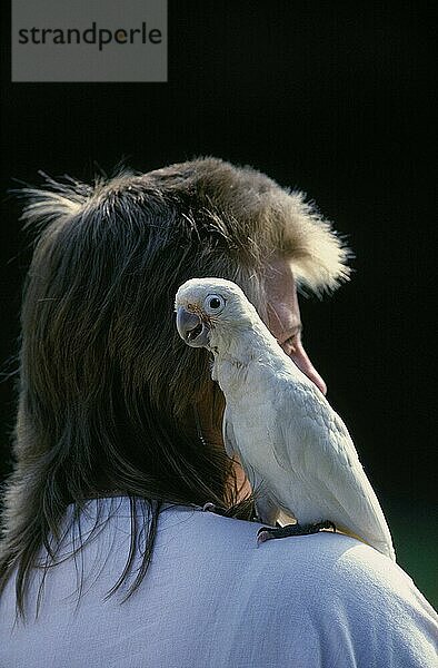 Junger Goffin-Kakadu sitzt auf der Schulter einer Frau (Cacatua goffini)