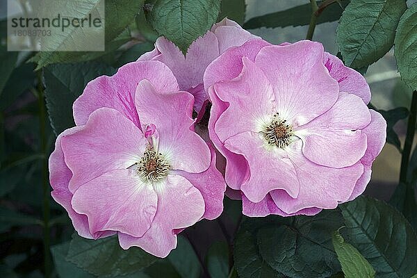 Hybrid-Strauchrose (Rosa)  Blüten  Nahaufnahme  Virginia  Vereinigte Staaten