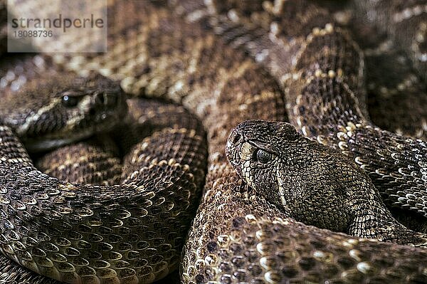 Texasklapperschlange  Texasklapperschlangen  Klapperschlange  Klapperschlangen  Andere Tiere  giftig  Giftschlangen  Reptilien  Schlangen  Tiere  Two Western diamondback rattlesnakes  Texas diamond-back ra...