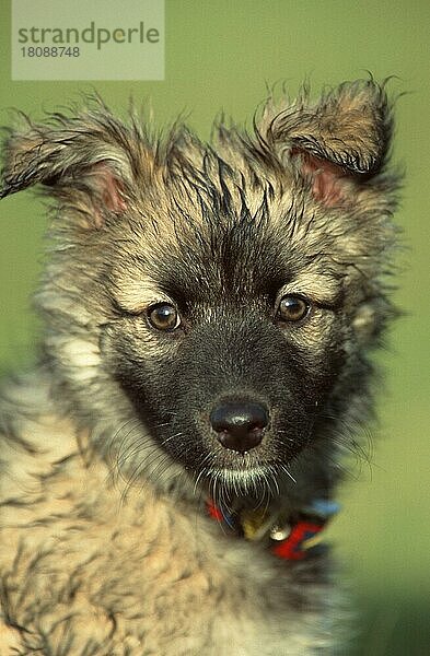 Mischlingshund  Welpe  Mixed Breed Dog  puppy (animals) (Säugetiere) (mammals) (Haushund) (domestic dog) (Haustier) (Heimtier) (pet) (außen) (outdoor) (frontal) (head-on) (von vorne) (Kopf) (head) (Porträt) (portrait) (aufmerksam) (alert) (Jungtier) (young) (vertical)