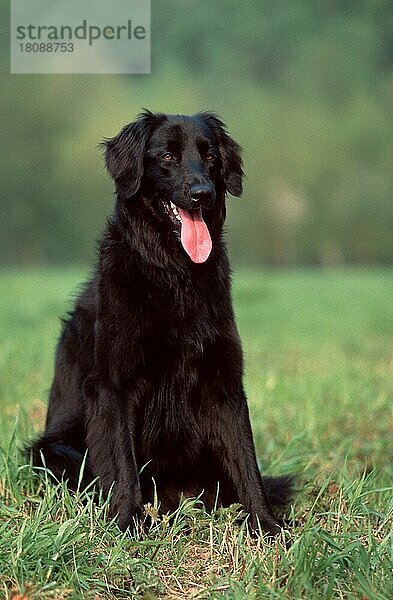 Hovawart  schwarz  black (animals) (außen) (outdoor) (frontal) (head-on) (von vorne) (Wiese) (meadow) (Sommer) (summer) (hecheln) (panting) (sitzen) (sitting) (adult) (Säugetiere) (mammals) (Haustier) (Heimtier) (pet) (Haushund) (domestic dog)