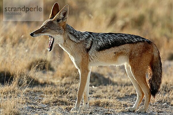 Wchabrackenschakal  Ethosha Nationalpark (Canis mesomelas)  Schakal  Namibia  Afrika