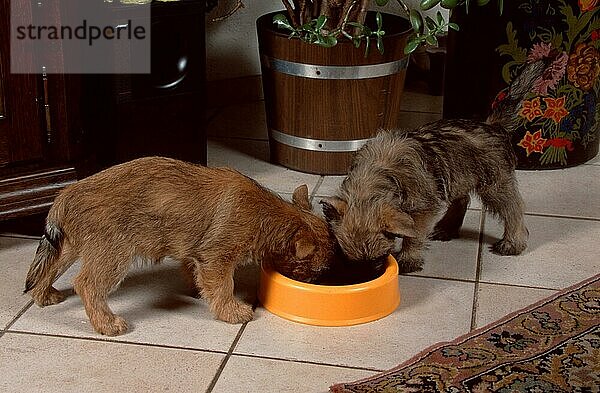 Cairn Terrier  Welpen  9 Wochen  Schale