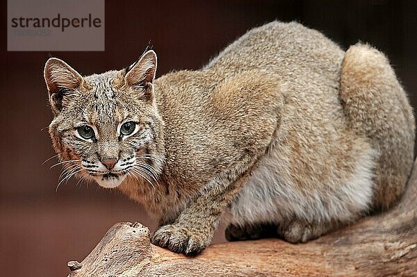 Bobcat (Lynx rufus) (Felis rufa)