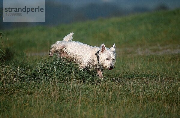 West Highland White Terrier  männlich  urinierend  Westie