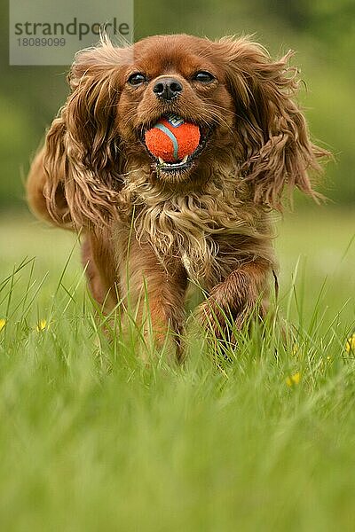 Kavalier King Charles Spaniel  Rubin  Hündin  erwachsen