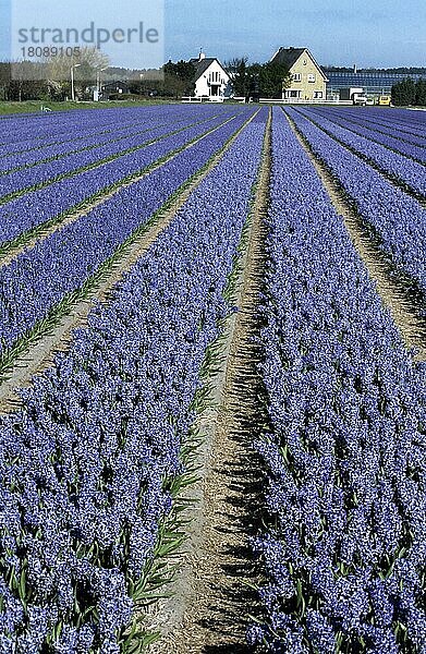 Feld mit Reihen von kultivierten Hyazinthen in Holland  den Niederlanden