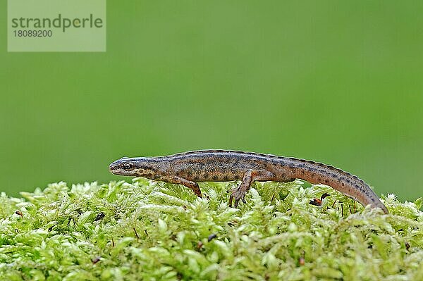 Teichmolch (Triturus vulgaris) männlich  Nordrhein-Westfalen  Deutschland  Europa