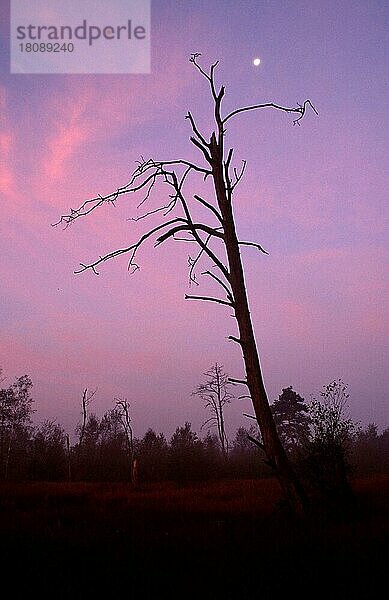 Toter Baum im Moor in der Morgendämmerung  Venner  Nordrhe-Westfalen (Himmel) (sky) (Silhouette) (herausragend) (rise above) (Europa) (Landschaften) (landscapes)  Nordrhein-Westfalen  Deutschland  Europa