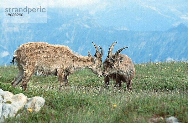 Alpensteinbock (Capra ibex)  steinböcke  beschnuppern sich  Niederhorn () (alps) (Europa) (Gebirge) (Berge) (mountains) (Säugetiere) (mammals) (Huftiere) (hufer) (clovenhoofed animals) (Wildziegen) (wild goats) (außen) (outdoor) (seitlich) (side) (frontal) (von vorne) (Wiese) (meadow) (sniffing) (adult) (couple) (zwei) (two) (weiblich) (female) (männlich) (male) (Querformat) (horizontal) (Zuneigung) (zärtlich) (tender)  Paar  Schweiz  Europa