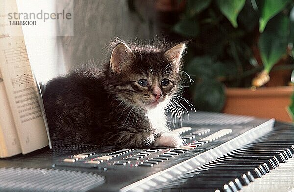 Norwegische Waldkatze  Kätzchen  5 Wochen  auf Tastatur