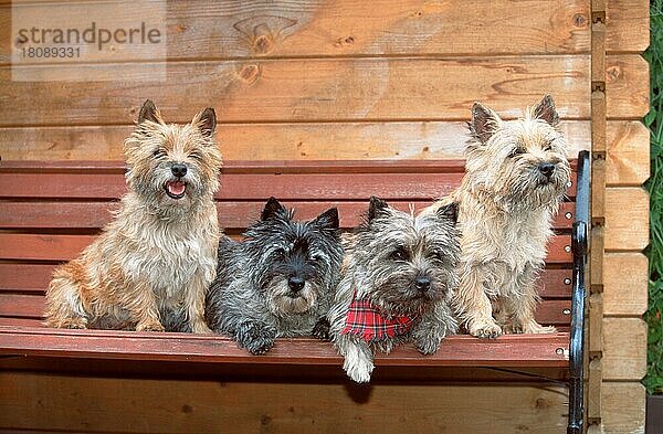 Cairn Terrier auf Gartenbank