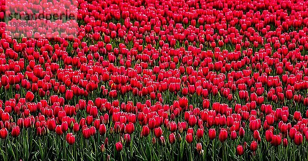 Blühende Tulpenfelder  Niederlande  Egmond  Niederlande  Europa