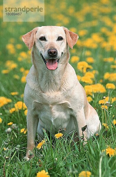 Labrador-Retriever (Saeugetiere) (mammals) (animals) (Haushund) (domestic dog) (Haustier) (Heimtier) (pet) (außen) (outdoor) (Blumen) (frontal) (head-on) (von vorne) (Wiese) (meadow) (lächeln) (smiling) (sitzen) (sitting) (adult)