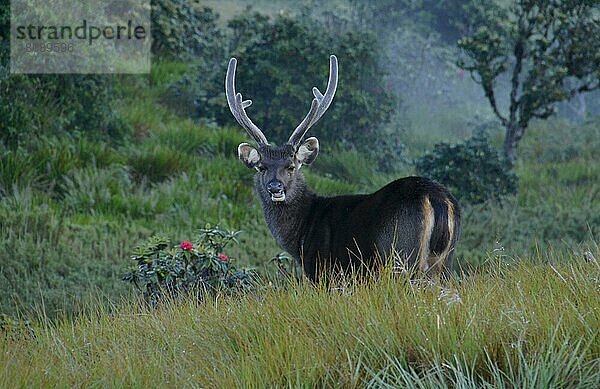 Sambarhirsch  Horton Plains  Sri Lanka  Asien