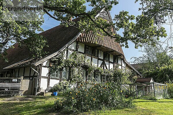 Westfälisches  Storchenmuseum  Windheim  Petershagen  Minden-Lübbecke  Ostwestfalen-Lippe  Nordrhein-Westfalen  Deutschland  Europa