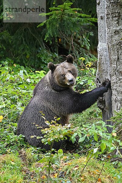 Europäischer Braunbär (Ursus arctos)  sitzend auf einem Baum  captive
