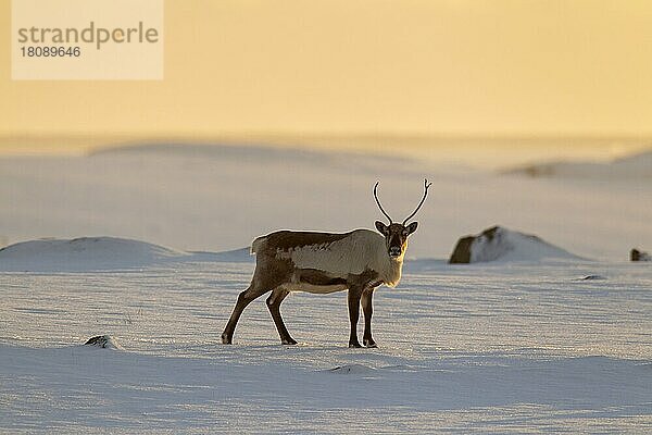 Rentier (Rangifer tarandus) auf Futtersuche in schneebedeckter Winterlandschaft bei Sonnenuntergang  Island  Europa