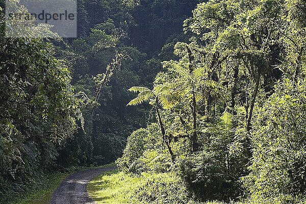 Waldweg  Tapanti Nationalpark  Costa Rica  Mittelamerika