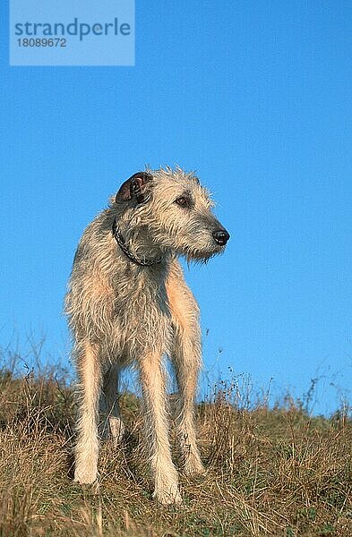 Irish Wolfhound  Irischer Wolfshund (animals) (Windhund) (Säugetiere) (mammals) (Haushund) (domestic dog) (Haustier) (Heimtier) (pet) (außen) (outdoor) (Wiese) (meadow) (adult) (frontal) (head-on) (von vorne) (stehen) (standing)