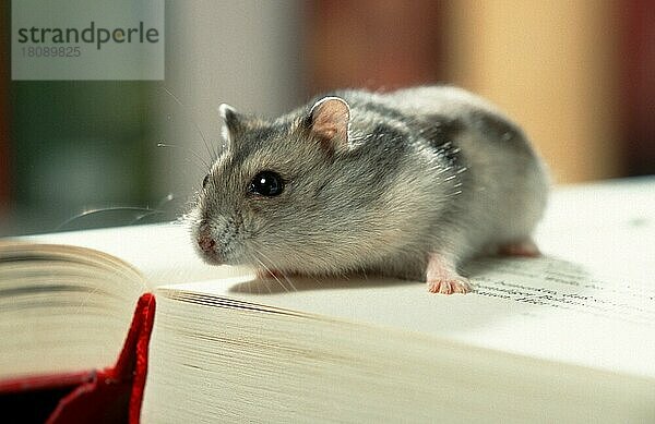 Zwerghamster (Phodopus sungorus) auf offenem Buch  Sibirischer Hamster  Russischer Hamster