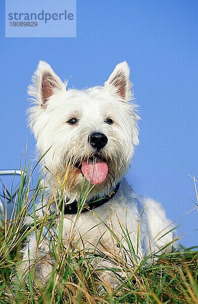 Westhighland White Terrier (animals) (Säugetiere) (mammals) (Haushund) (domestic dog) (Haustier) (Heimtier) (pet) (Schottland) (Scotland) (außen) (outdoor) (frontal) (head-on) (von vorne) (Wiese) (meadow) (hecheln) (panting) (freundlich) (friendly) (liegen) (lying) (adult) (weiß) (vertical)