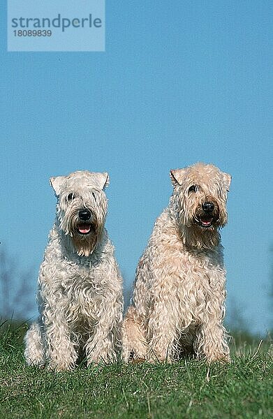 Irish Soft Coated Wheaten Terrier (Saeugetiere) (mammals) (animals) (Haushund) (domestic dog) (Haustier) (Heimtier) (pet) (außen) (outdoor) (frontal) (head-on) (von vorne) (Wiese) (meadow) (Irland) (Ireland) (sitzen) (sitting) (adult) (Paar) (pair) (couple) (zwei) (two)