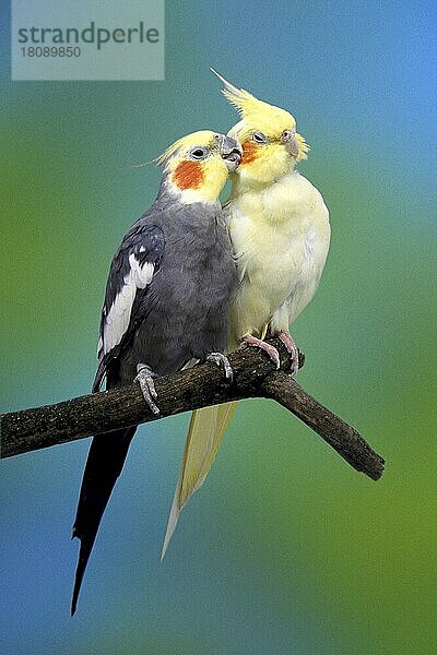 Nymphensittiche (Nymphicus hollandicus)  Paar  Männchen pflegt Weibchen  Männchen krault Weibchen  grau und Lutino (Vogel) (Vögel) (Haustier) (Heimtier) (pet) (Papageien) (parrots) (Sittiche) (parakeets) (Tiere) (animals) (außen) (outdoor) (Ast) (frontal) (head-on) (von vorne) (adult) (Grooming) (kraulen) (ruffle) (ruffling) (zärtlich) (tender) (pair) (couple) (zwei) (two) (Pflege) (care) (Zuneigung) (affection) (weiblich) (männlich)