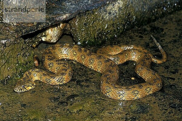 Vipernatter  Vipernattern (Natrix maura)  Andere Tiere  Reptilien  Schlangen  Tiere  Viperine water snake hunting at night along riverbed