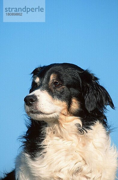 Mixed Breed Dog  Mischlingshund (animals) (Säugetiere) (mammals) (Haushund) (domestic dog) (Haustier) (Heimtier) (pet) (außen) (outdoor) (sitzen) (sitting) (Porträt) (portrait) (adult) (schwarz-weiß) (black & white)