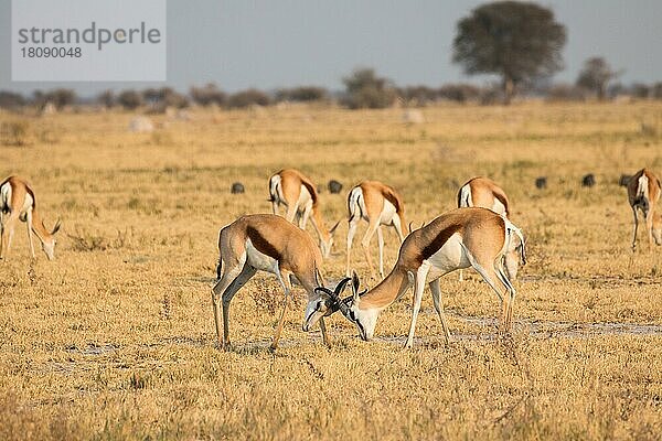 Springbock (Antidorcas marsupialis)  Nxai Nationalpark  Botswana  Afrika
