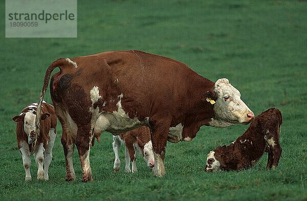 Kuh mit Kälbern  außen  draußen  seitlich  Wiese  erwachsen  Jungtier  jung  Kalb  Kälbchen  Mutter & Kind  Mutter & Baby  Gruppe  vier  weiblich  Querformat  horizontal  stehen  stehend)  Kühe  Kühe Kälbchen  Kuh mit Kälbern Säugetiere  Haustier  Nutztier  Huftiere  Paarhufer  Europa  Rinder  Deutschland  Europa