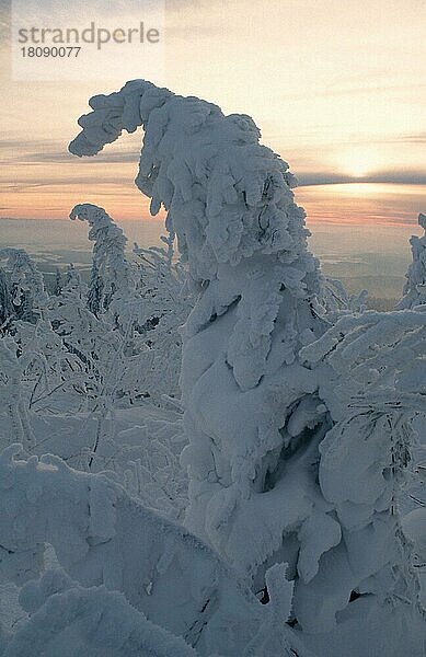 Schneebedeckte Bäume bei Sonnenuntergang (Europa) (Winter) (Landschaften) (landscapes) (Nadelbäume) (Nadelbaum) (Nadelbäume)  Lusen  Nationalpark Bayerischer Wald  Deutschland  Europa