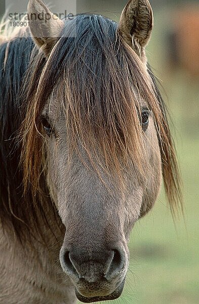 Dulmen Pony  Stute  Dülmener Wildpferd (Dülmener) (Tiere) (Säugetiere) (Haustier) (Nutztier) (Huftiere) (Pferde) (Unpaarhufer) (Deutschland) (außen) (outdoor) (Kopf) (frontal) (von vorne) (Porträt) (Portrait) (freundlich) (erwachsen) (weiblich) (weiblich) (vertikal)