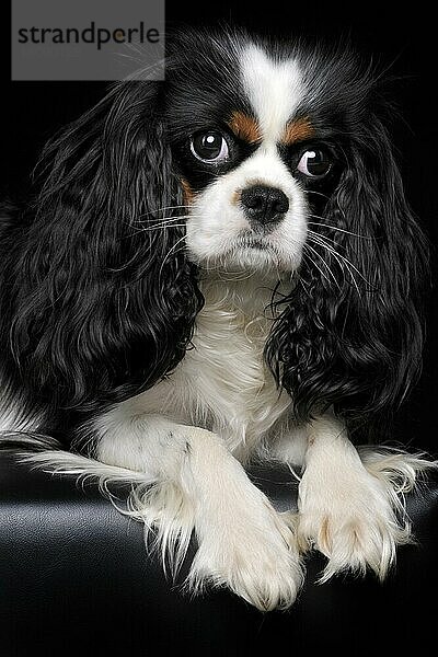 Cavalier King Charles Spaniel  Hündin  Trikolore  erwachsen