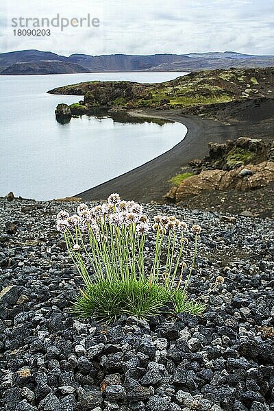 Strand-Grasnelke (Armeria maritima)  Gemeine Grasnelke auf Vulkangestein in Island