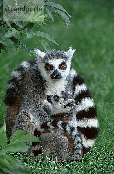 Katta (Lemur catta) mit Jungtier