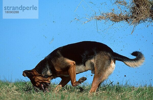 Mischlingshund gräbt Loch in Wiese  Mixed Breed Dog digging in meadow (animals) (Säugetiere) (mammals) (Haushund) (domestic dog) (Haustier) (Heimtier) (pet) (außen) (outdoor) (seitlich) (side) (Wiese) (meadow) (adult) (Bewegung) (motion) (graben) (Humor) (humour) (Querformat) (horizontal) (Lebensfreude) (joy of life)