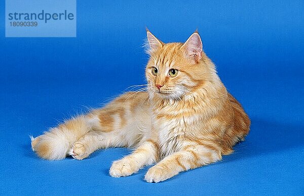 Norwegische Waldkatze  Kater