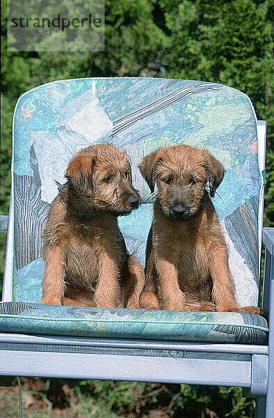 Irish Terrier  puppies  9 weeks old  Welpen  9 Wochen alt (Saeugetiere) (mammals) (animals) (Haushund) (domestic dog) (Haustier) (Heimtier) (pet) (Jungtier) (young) (puppy) (außen) (outdoor) (frontal) (head-on) (von vorne) (sitzen) (sitting) (Paar) (pair) (couple) (zwei) (two) (Gartenstuhl chair)