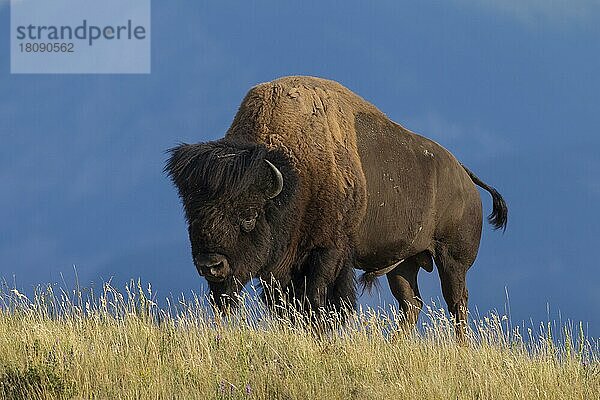 Amerikanischer Bison (Bison bison)  Amerikanischer Büffelbulle im Sommer  Waterton Lakes National Park  Alberta  Kanada  Nordamerika
