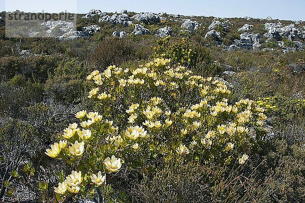 Gewürzkegelbusch  Tafelberg  Kapstadt  Westkap  Südafrika (Leucadendron tinctum)