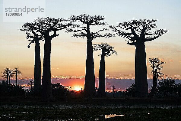 Grandidier's Baobab Bäume (Adansonia grandidieri) der Avenue of the Baobabs  Allee der Baobabs  zwischen Belon'i Tsiribihina  Belo sur Tsiribihina  Belo  Tsiribihina und Morondava  Menabe  Madagaskar  Südostafrika  Afrika