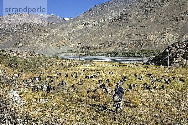Alte tadschikische Frau beim Hüten von Ziegen entlang des Pamir-Flusses  Provinz Gorno-Badachschan  Tadschikistan  Asien