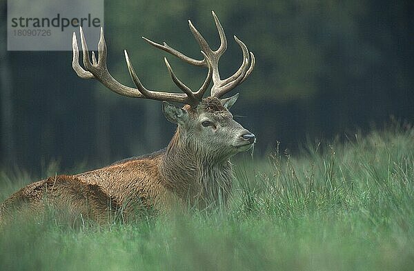 Rothirsch (Cervus elaphus)  männlich  ruhend (Saeugetiere) (Säugetiere) (Huftiere) (Paarhufer) (Klauentiere) (Hirsche) (Entspannung) (entspannend) (Europa) (außen) (outdoor) (seitlich) (side) (Wiese) (meadow) (adult) (Querformat) (horizontal) (liegen) (lie) (lying)