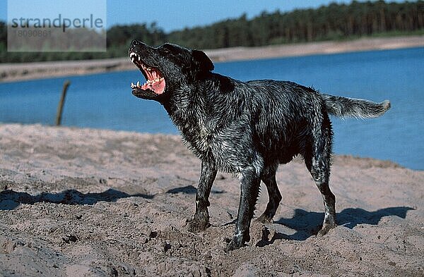 Mischlingshund bellend  Mixed Breed Dog  barking  außen  outdoor